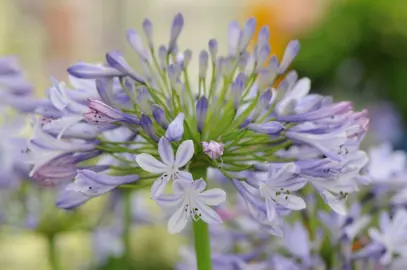 Agapanthus Dr Brouwer blue flower head.