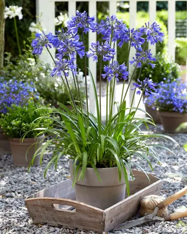 Agapanthus Ever Sapphire plant in a pot with blue flowers.