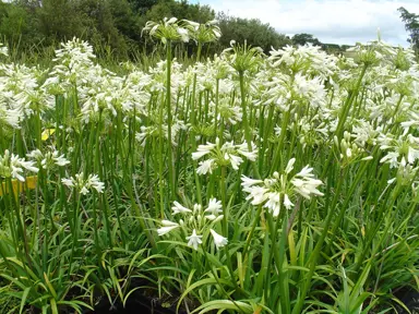 agapanthus-finn-