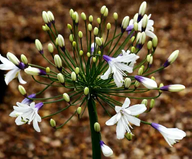 Agapanthus Fireworks flower.