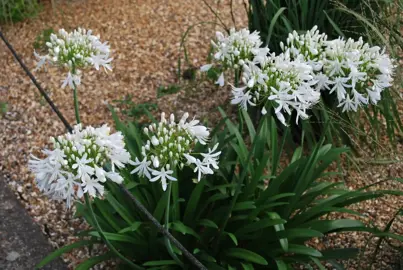 Agapanthus Getty White plants with white flowers.