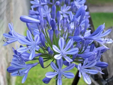 Agapanthus Headbourne Hybrids flower.