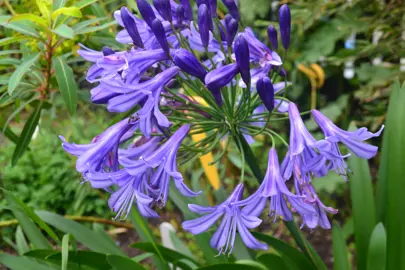 Agapanthus Loch Hope blue flowers abd lush green foliage.