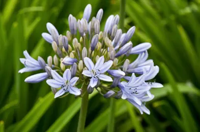 Agapanthus Luly plants with blue flowers.