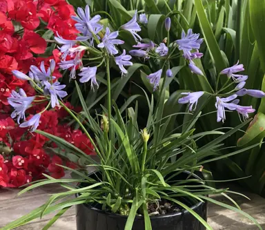 agapanthus-mini-me-