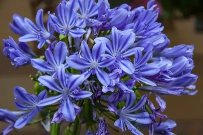 Agapanthus 'Moonlight Star' blue flowers.