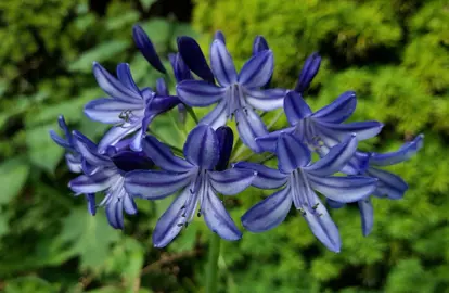 Agapanthus 'Northern Star' blue flowers.