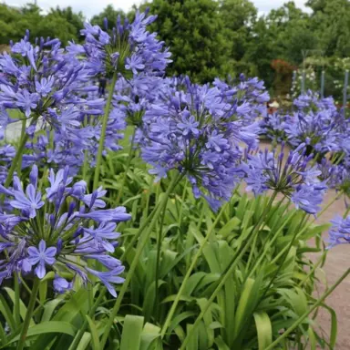 agapanthus-orientalis-blue-