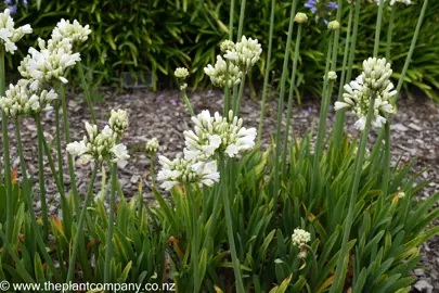 Agapanthus 'Pavlova' white flowers and dark green foliage.