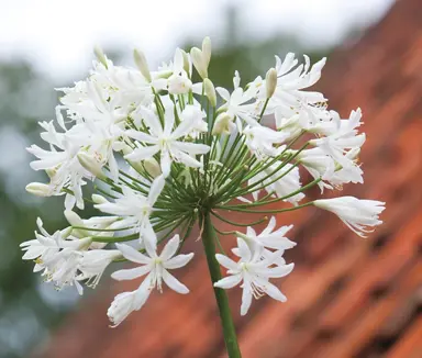 Agapanthus Polar Ice white flowers.