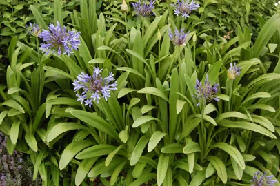 agapanthus-praecox-1