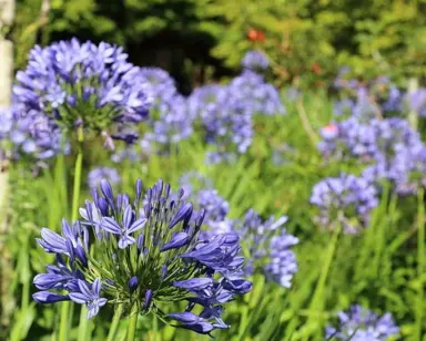 agapanthus-praecox-2