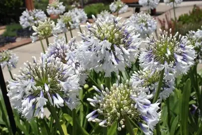 agapanthus-queen-mum--1