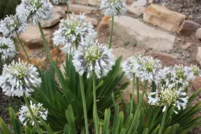 agapanthus-queen-mum-