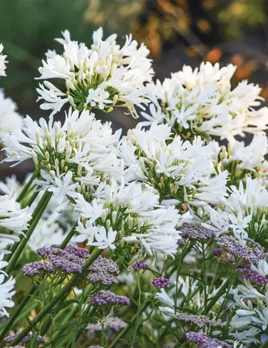 agapanthus-sea-spray-