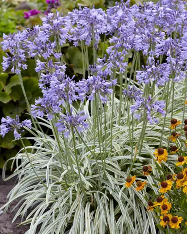 Agapanthus 'Silver Moon' plant with variegated leaves and blue flowers.