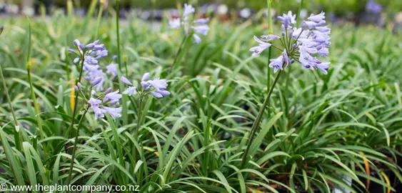 Gorgeous blue Agapanthus streamline flower in full bloom amidst a garden.