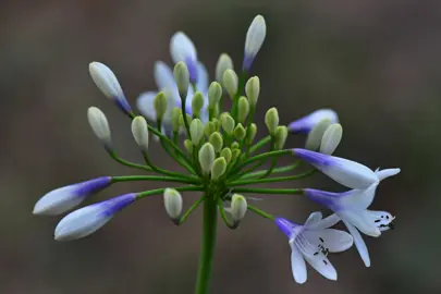 Agapanthus Twister blue and white flowers.