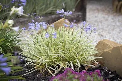 agapanthus-golden-drop-3