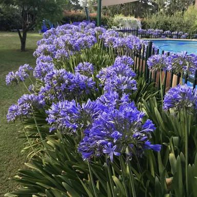 agapanthus-orientalis-3