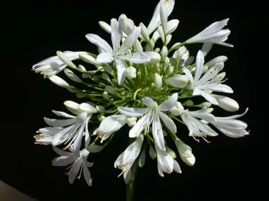 agapanthus-white-ice-