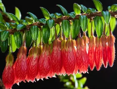 Agapetes serpens branch with masses of red flowers.