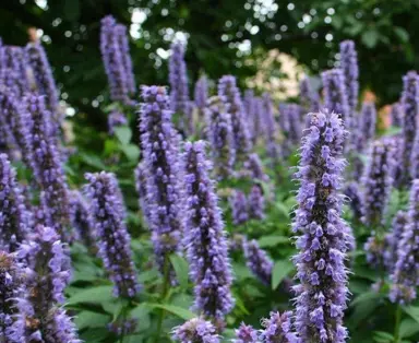 agastache-blue-fortune--1