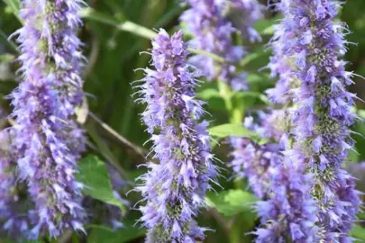 agastache-blue-fortune-