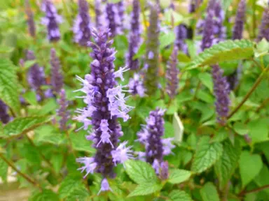 agastache-little-adder--1