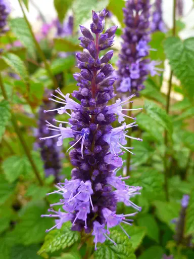 agastache-little-adder-