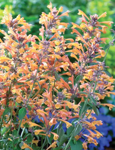 agastache-party-peach-