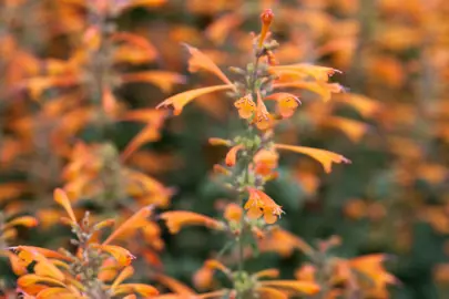 agastache-tango--1