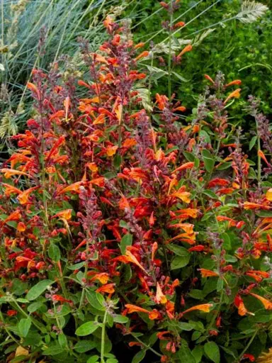 agastache-tango-