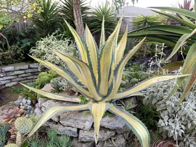 Agave americana mediopicta aurea plant with yellow and blue stripes.