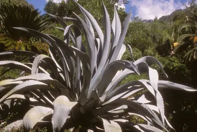 Agave americana var Franzosinii plant with large, grey leaves.