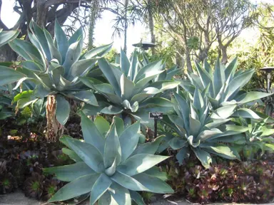 Agave attenuata Boutin Blue plants with large, blue foliage.