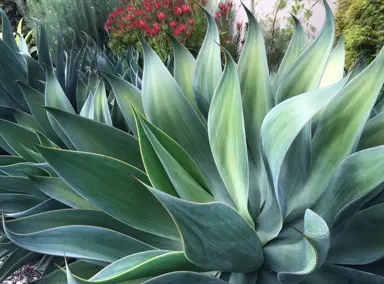 Agave Blue Flame plant with colourful blue leaves.