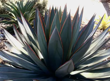 Agave Blue Glow plant with blue leaves edged with red.