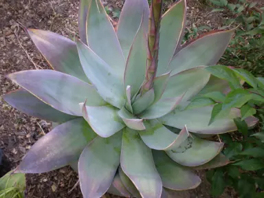 Agave celsii plant with blue and purple foliage.