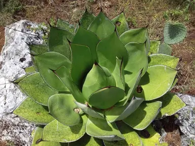 agave-chiapensis-