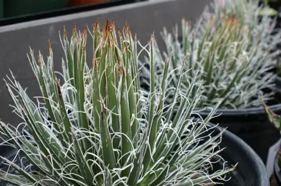 Agave chrysantha plant growing in the desert.