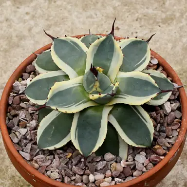 Agave Cream Spike plant in a pot with variegated leaves.