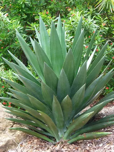 Agave decipiens plant with large green leaves.