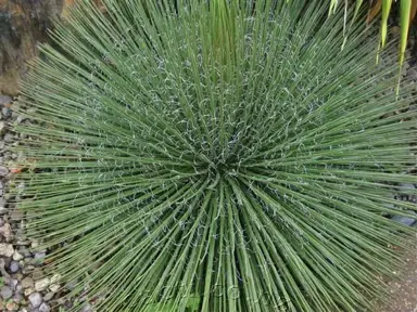 agave-geminiflora-