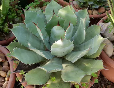 Agave guadalajarana plant with large leaves.