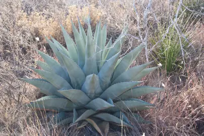 Agave havardiana plant with large, blue leaves.