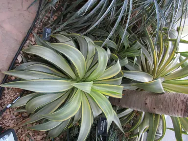 Agave Joe Hoak plant with colourful green and yellow foliage.