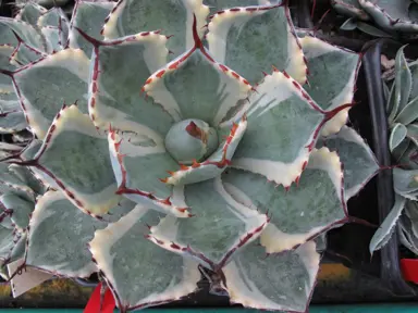 Agave Kissho Kan plant with colourful leaves.