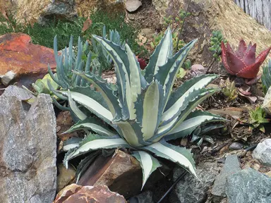 Agave mediopicta alba plant with blue and white striped leaves.