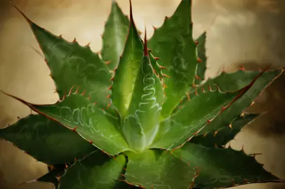 Agave montana plant with elegant, green leaves.